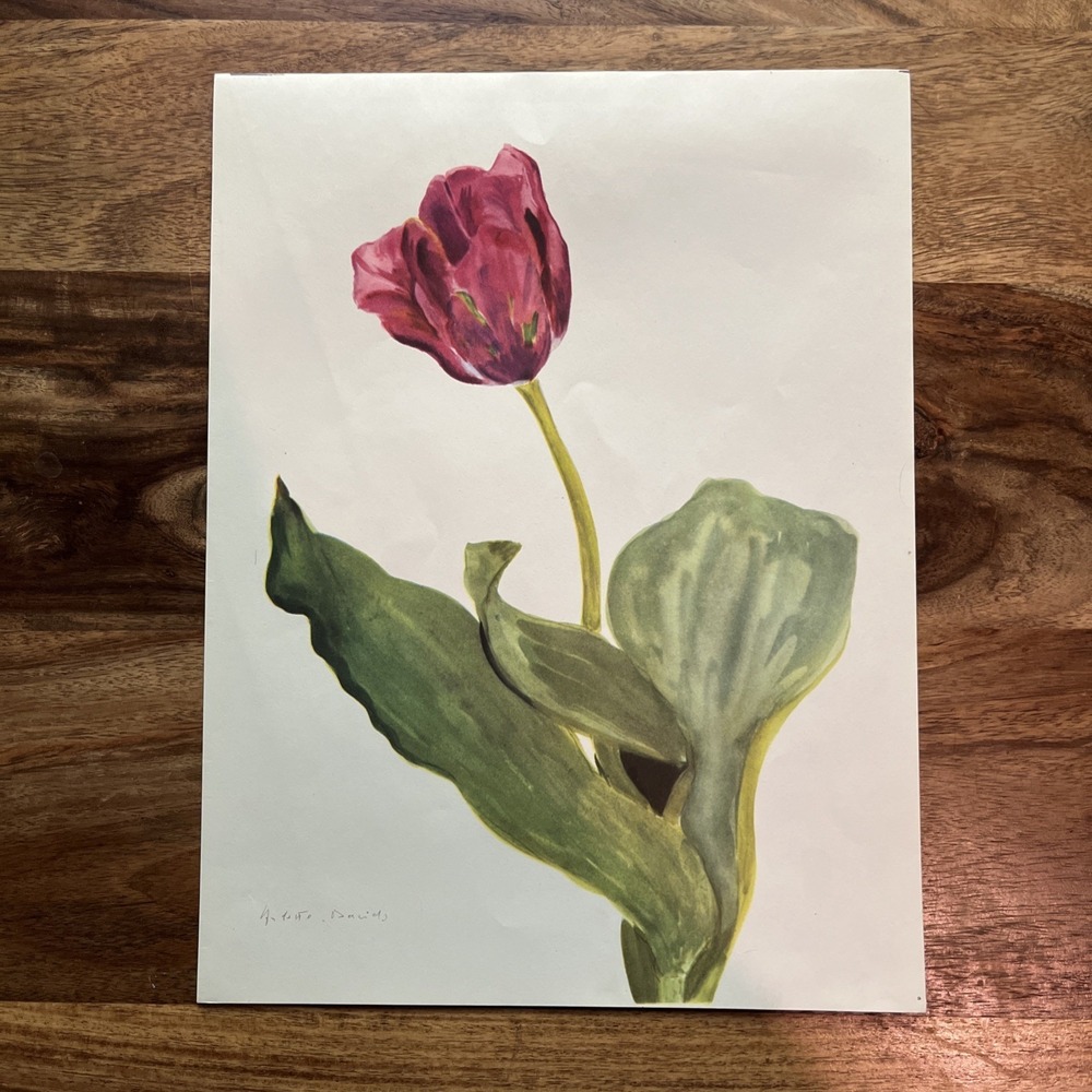 Vintage 1940s Arlette Davids Indus Triumph Tulip Liliaceae No 9 Botanical Print